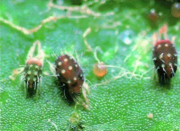 害虫的抗药性是怎么来的呢？