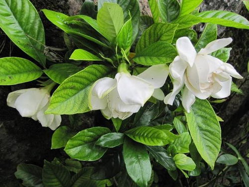 栀子花为何突然黄叶？是缺水还是病虫害