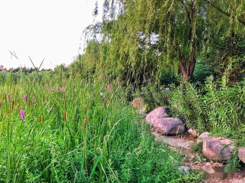 沙土种植耐旱草的探索之旅