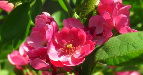 安吉拉：开花爆多的藤本月季品种