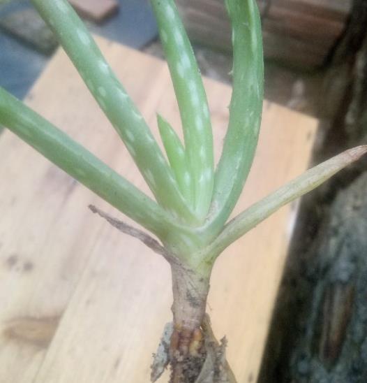 红豆杉种植秘诀：适土质，易保管，养植无忧