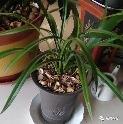 兰花什么时候换盆最合适？移栽兰花需要注意哪些事项