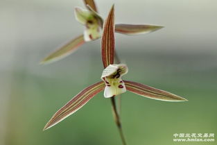 养细叶弹簧草，赏宽叶弹簧美，春季花卉新宠！