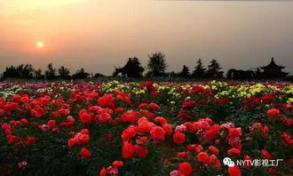 南阳月季之乡石桥镇，月季花开富民路