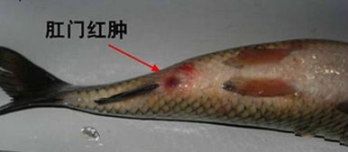 你知道预防草鱼肠炎病的十个土方法具体是哪些吗？