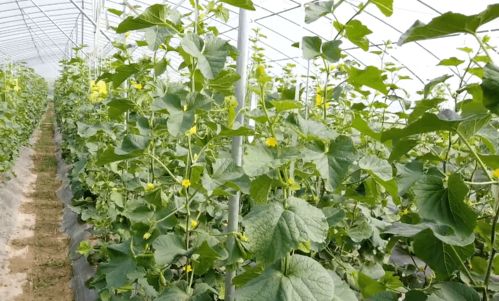 菜籽饼如何简单堆肥后作为肥料给花草使用效果如何