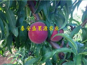 桃树嫁接油桃品种好？这几种果树值得一试