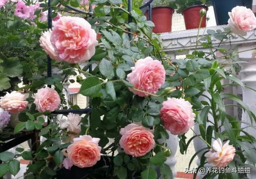 月季枝木质化，是好是坏？