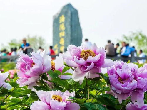 花坛、 花带、花溪，样样dou有