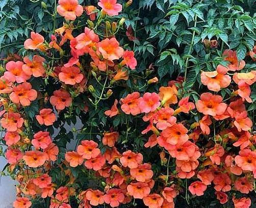 李先生的凌霄花经验谈