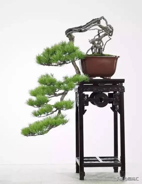 夏季养护, 别让松树热坏了