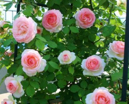 水分管理：温柔的水滴