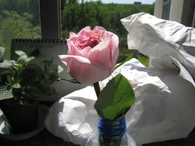 水养玫瑰花的魅力