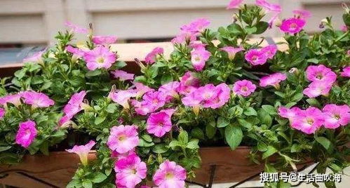 仙贺来花黄叶之谜，究竟隐藏着什么秘密