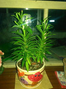 百合花养殖技巧，如何让花朵更鲜艳