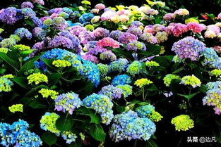 绣球花——时代少年团大火之花