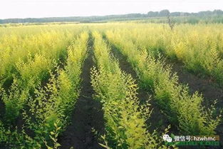 苗木移栽成活率， 那些你不知道的小秘密