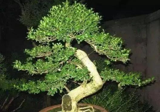 黄杨种植的注意事项