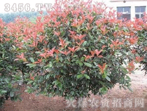 红叶石楠与海桐