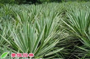 丝兰那玩意儿是属于哪个科的？跟那个剑麻有啥不一样？