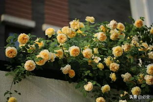 气候与土壤：适应性强的月季