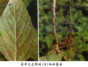 防治油豆锈病的关键措施