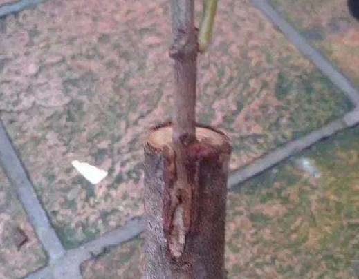 茶花嫁接在月季花上成功率高吗？视频教程推荐