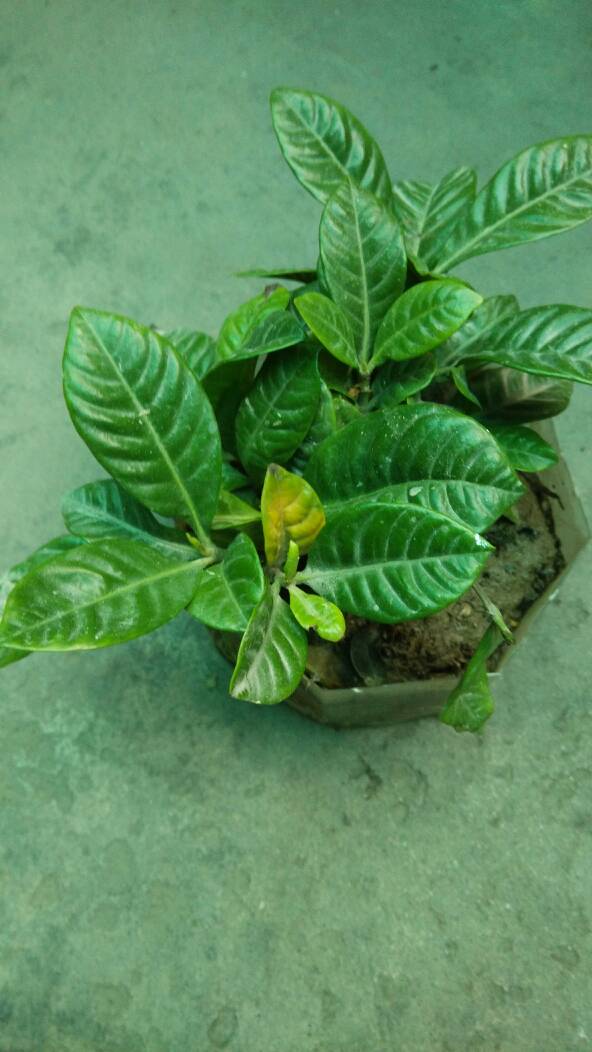 第五步：请教专家