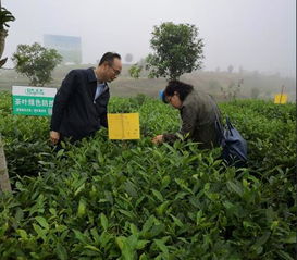 绿色防控，守护农业健康——创新病虫害治理之道