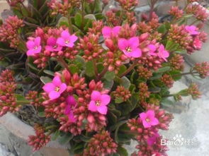 冻伤的长寿花如何挽救？