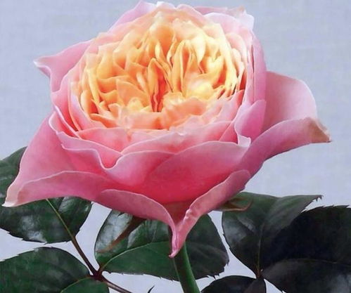 夏日炎炎， 月季盛放：揭秘夏季耐高温的月季品种