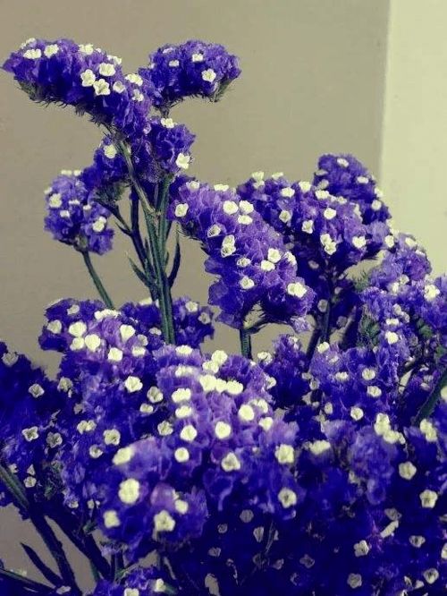 上面这几种就是适合养在家里的花