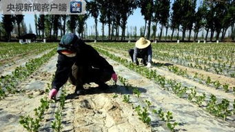 灵魂拷问：抗冻草长得像癞痢头咋整？