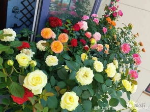 夏季：防暑降温，多浇水