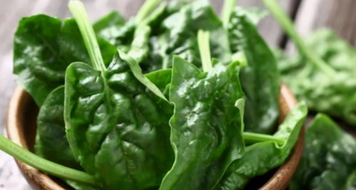 菠菜：耐寒又营养
