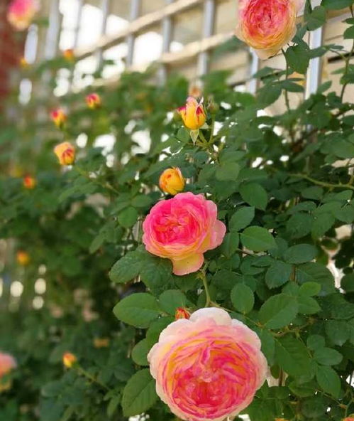 四季观赏的花儿们