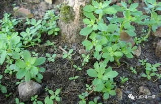 鸭茅、 黑麦草、白三叶表现亮眼