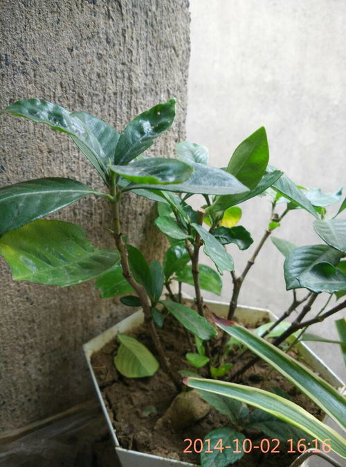 栀子花树修剪造型，如何打造独特花型