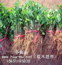 4. 南山花卉市场