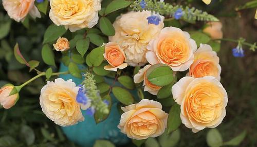 月季花分类大盘点