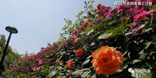 层层叠叠， 花瓣舒展如诗