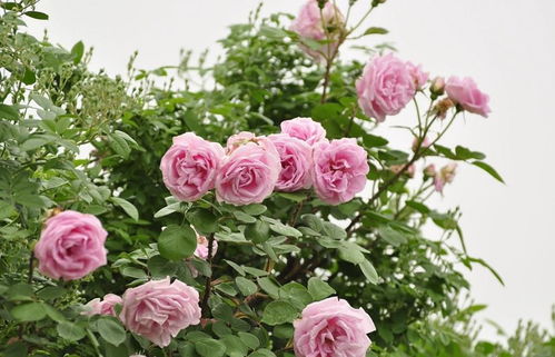 月季花的病虫害防治