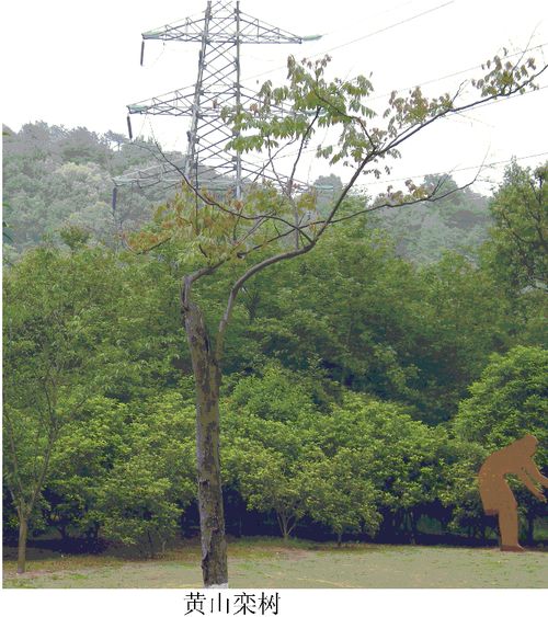 被破坏的树木品种竟然是苹果梨