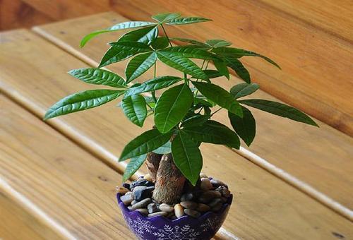 喜肥沃疏松、透气保水的沙壤土，一般花卉市场有卖土的，成包的，但以腐叶土为主，你Ke以去问问有没有 发财树 的专门培养土。