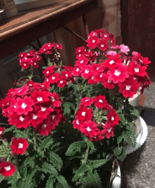 蝴蝶兰——幸福逐渐到来