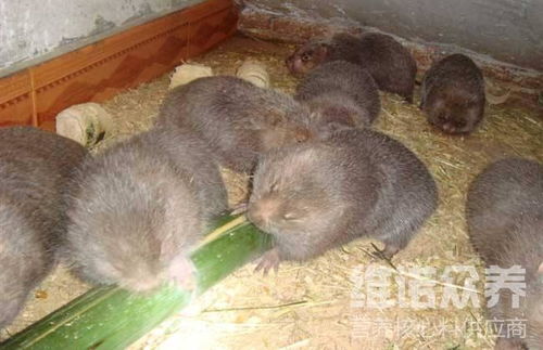 竹鼠喂什么饲料好，能否用小鼠饲料替代，营养是否充足？