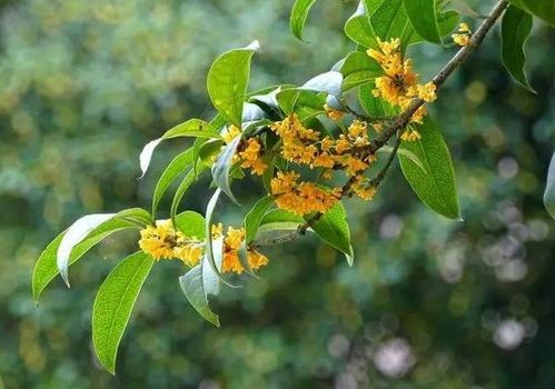 桂花为什么不能洗净？其表面油脂成分难以去除