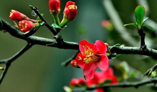 红掌花，柔冷之花
