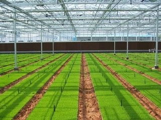 山东省郯城县引进水稻智能化温室育苗技术