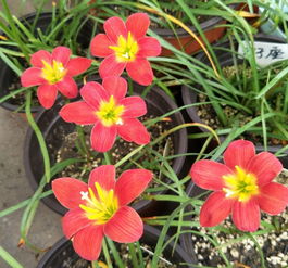 韭菜兰的种植方法和浇水频率